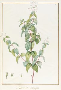 Rhexia Pendulifolia